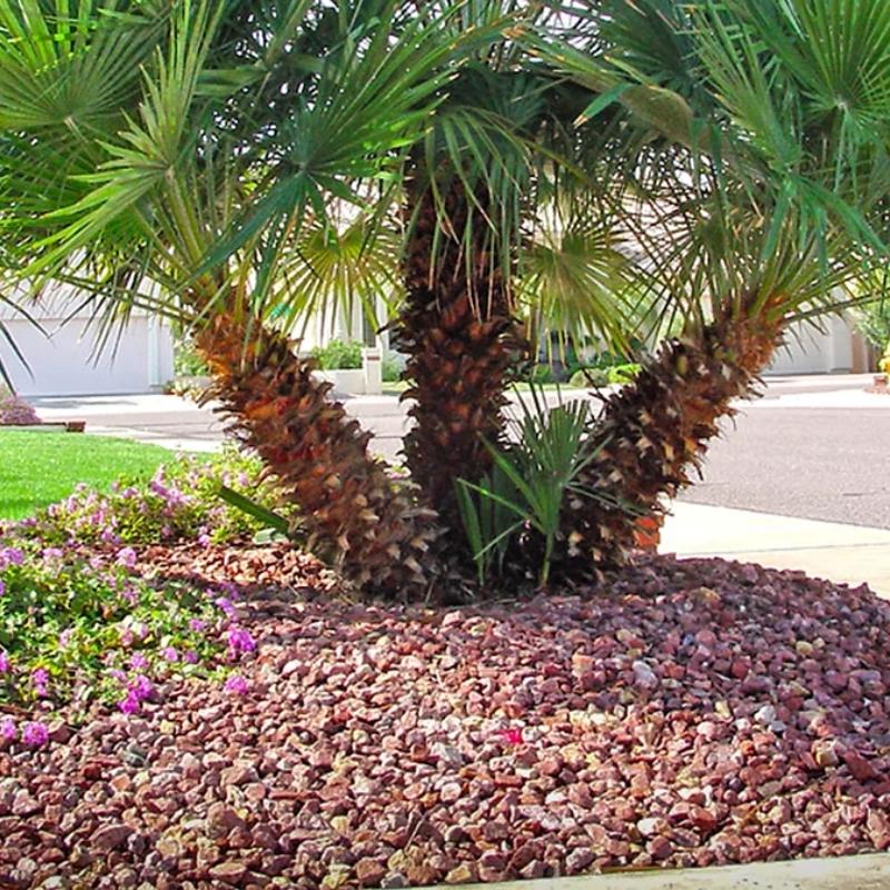 Fan Palm
